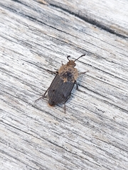 Thanatophilus dispar