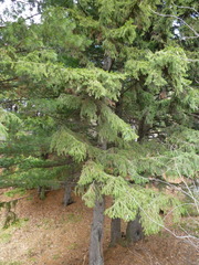 Picea obovata