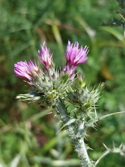 Carduus tenuiflorus