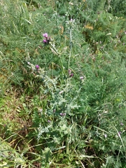 Carduus tenuiflorus
