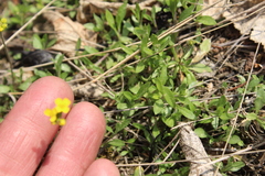 Draba sibirica