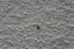 Chaetocnema conducta