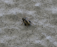 Chaetocnema conducta