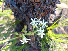 Wahlenbergia axillaris