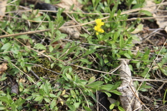 Draba sibirica