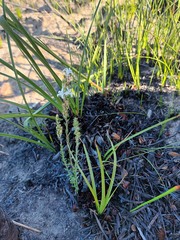 Wahlenbergia axillaris