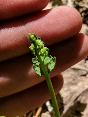 Botrychium michiganense