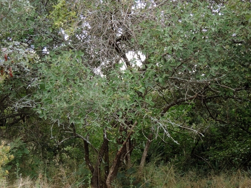 Vitex payos, photograph 4