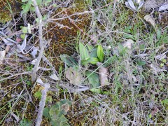 Ophrys speculum