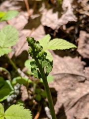 Botrychium michiganense