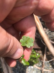 Romanzoffia sitchensis