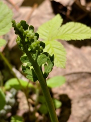 Botrychium michiganense
