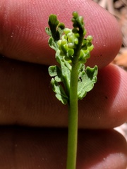 Botrychium michiganense