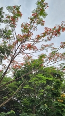 Delonix regia