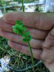 Botrychium michiganense