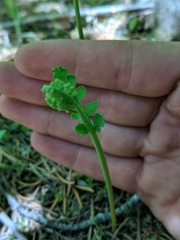 Botrychium michiganense