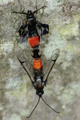 Synanthedon rubrofascia