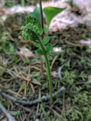 Botrychium michiganense