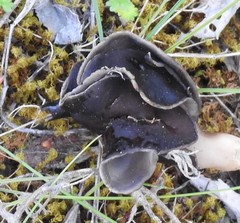 Helvella monachella