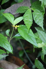Lysimachia ardisioides