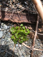 Romanzoffia sitchensis