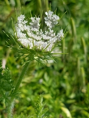 Daucus muricatus