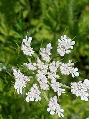 Daucus muricatus