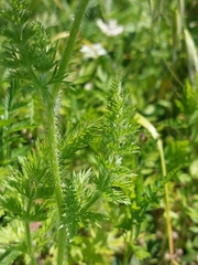 Daucus muricatus