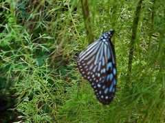 Ideopsis vulgaris macrina