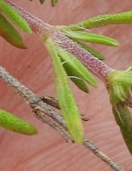 Thymus lacaitae