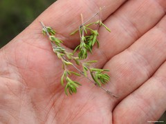 Thymus lacaitae
