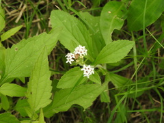 Stevia aristata