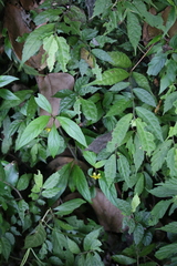 Lysimachia ardisioides