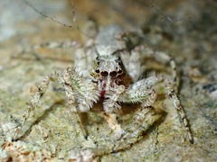 Phaeacius malayensis