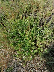 Ornithopus perpusillus