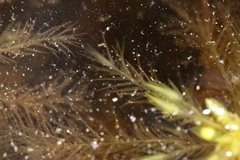 Sphagnum macrophyllum