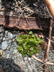 Romanzoffia sitchensis