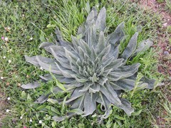 Echium asperrimum
