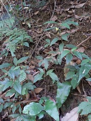 Lysimachia ardisioides