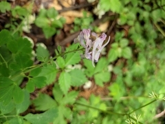 Corydalis edulis