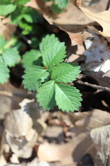 Potentilla fragarioides