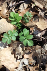 Potentilla fragarioides