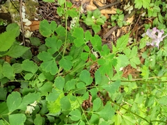 Corydalis edulis