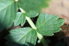 Potentilla fragarioides