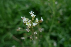 Capsella bursa-pastoris