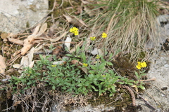 Draba sibirica