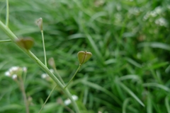 Capsella bursa-pastoris