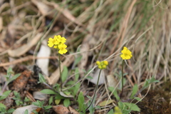 Draba sibirica