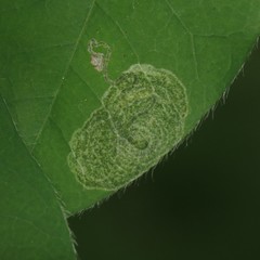 Leucoptera laburnella