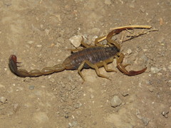 Centruroides hoffmanni